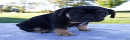 Beabull dogs for sale: Aurora - Ad 5