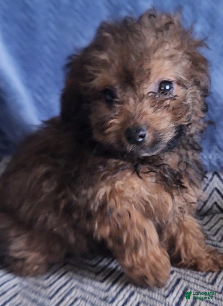 Mixed Breed dogs Pixie - Ad 2