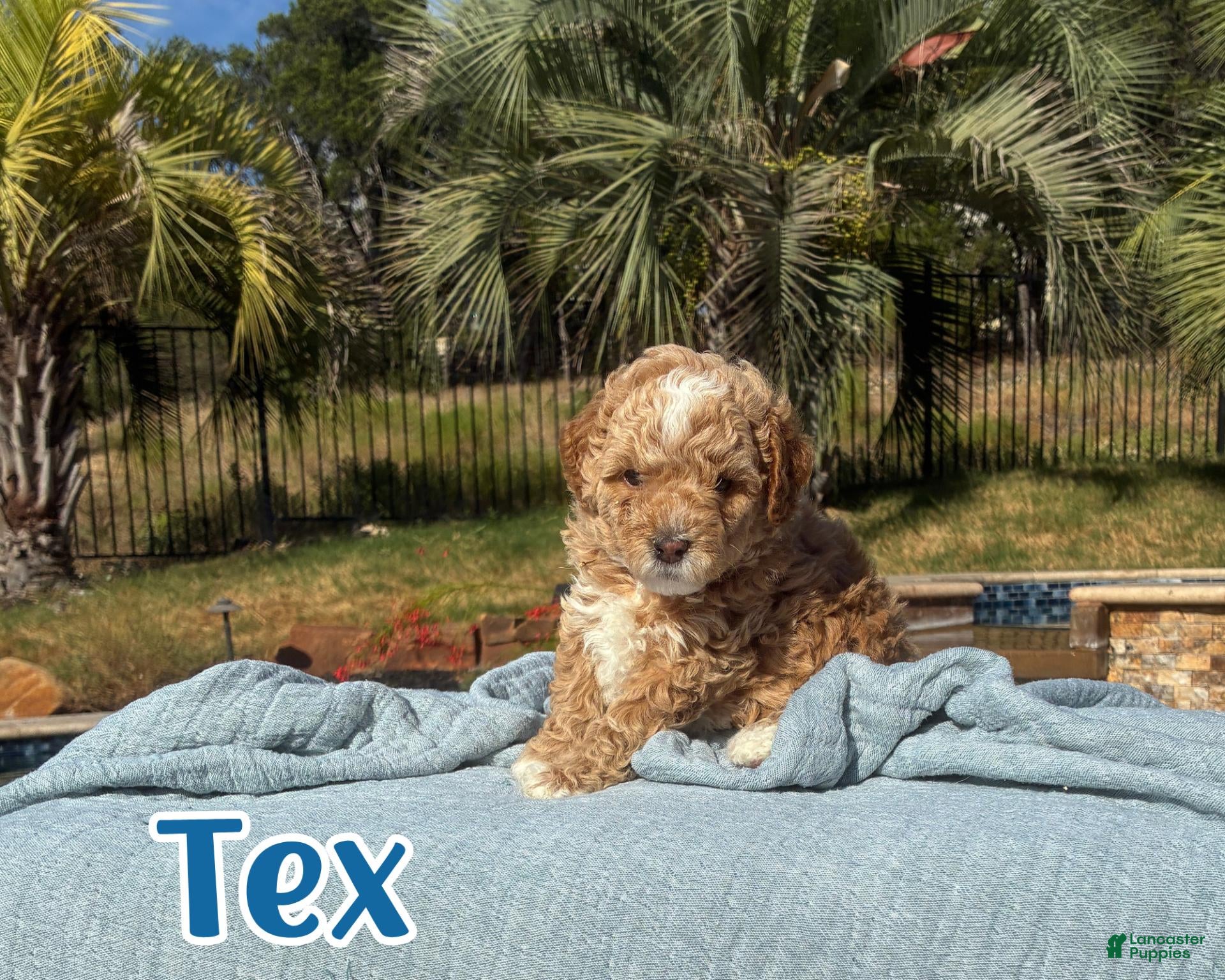 Cavapoo dogs Tex  - Ad 1