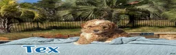 Cavapoo dogs for sale: Tex  - Ad 1