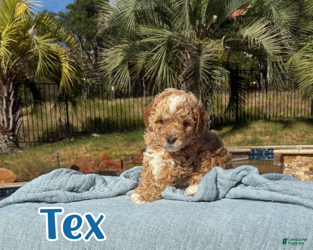 Cavapoo dogs for sale: Tex  - Ad 1