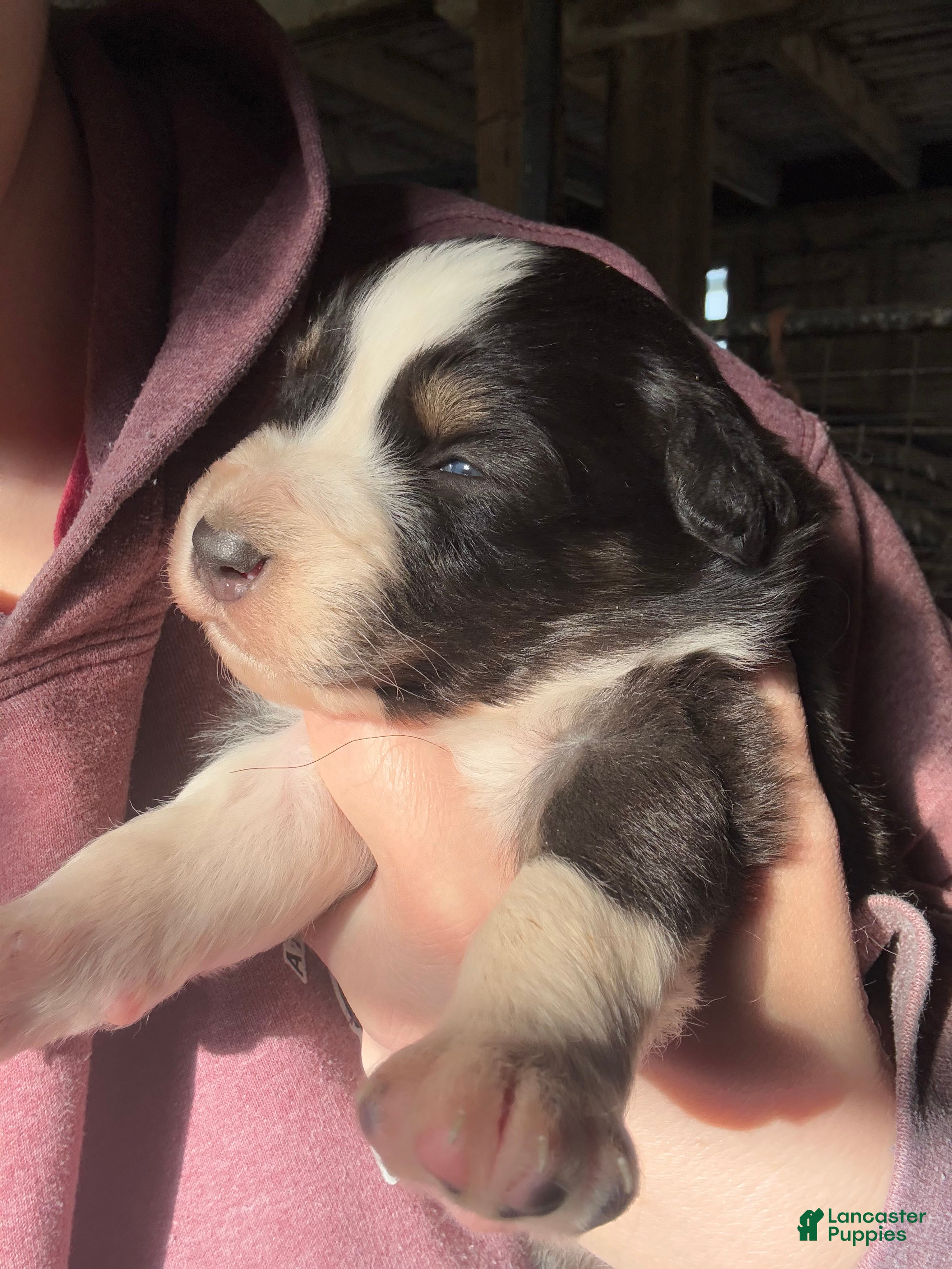 Australian Shepherd dogs Australian Shepherd Puppy 4 - Ad 1