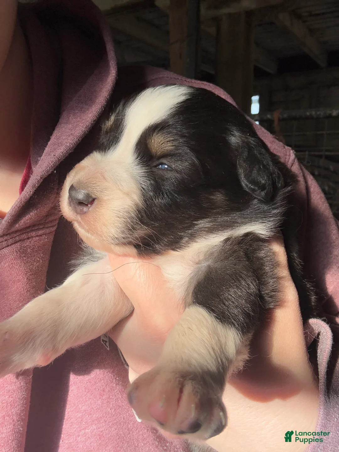 Australian Shepherd dogs for sale: Australian Shepherd Puppy 4 - Ad 1