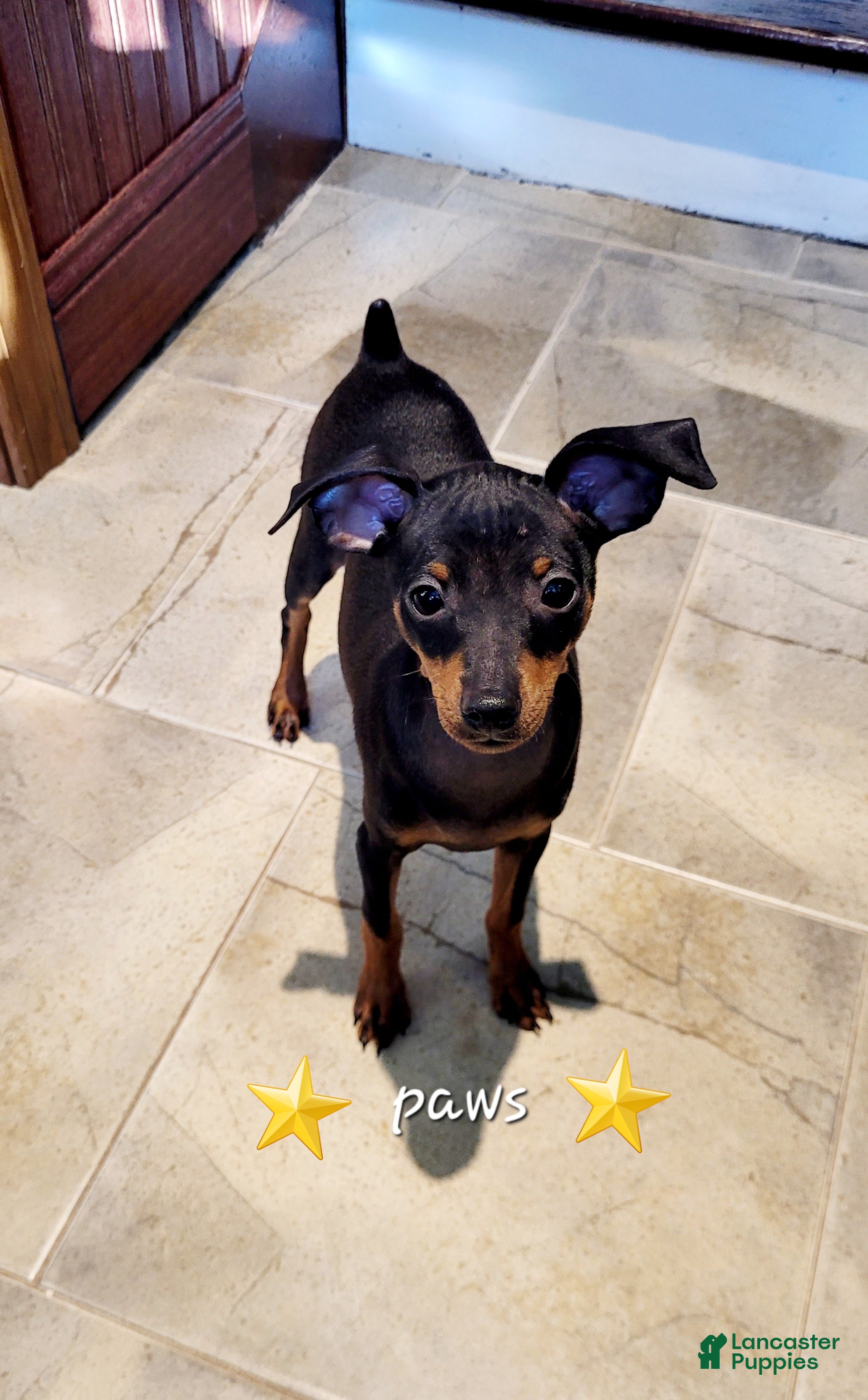 Miniature Pinscher (Miniature Pinscher, Male) in Hamburg, PA