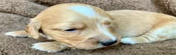 Miniature Dachshund dogs for sale: PAWS UP, IT’S GOOD!  - Ad 4