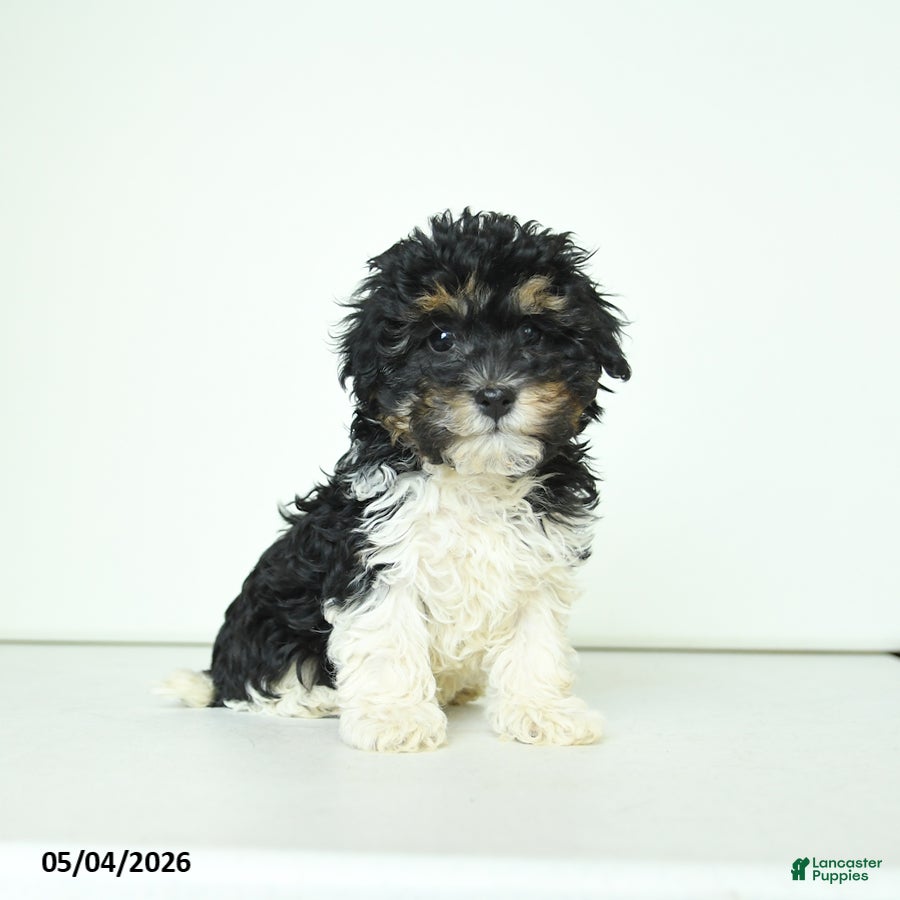 Havapoo dogs Happy - Ad 2