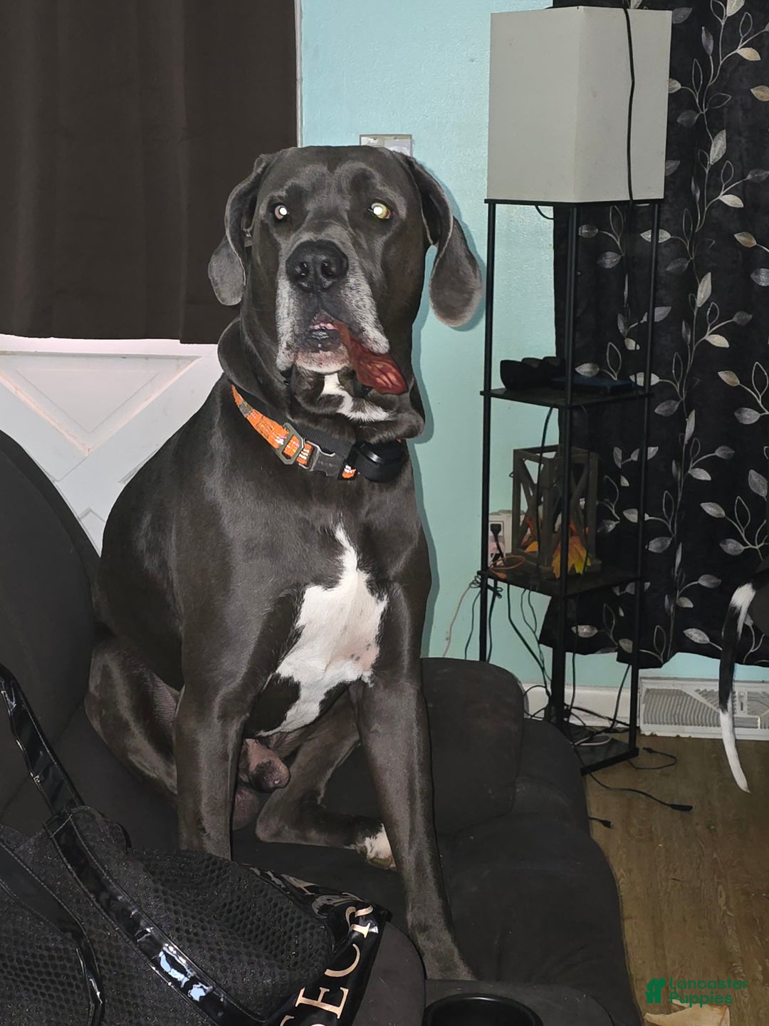 Great Dane dogs for sale: Great Dane Puppy 1 - Ad 3