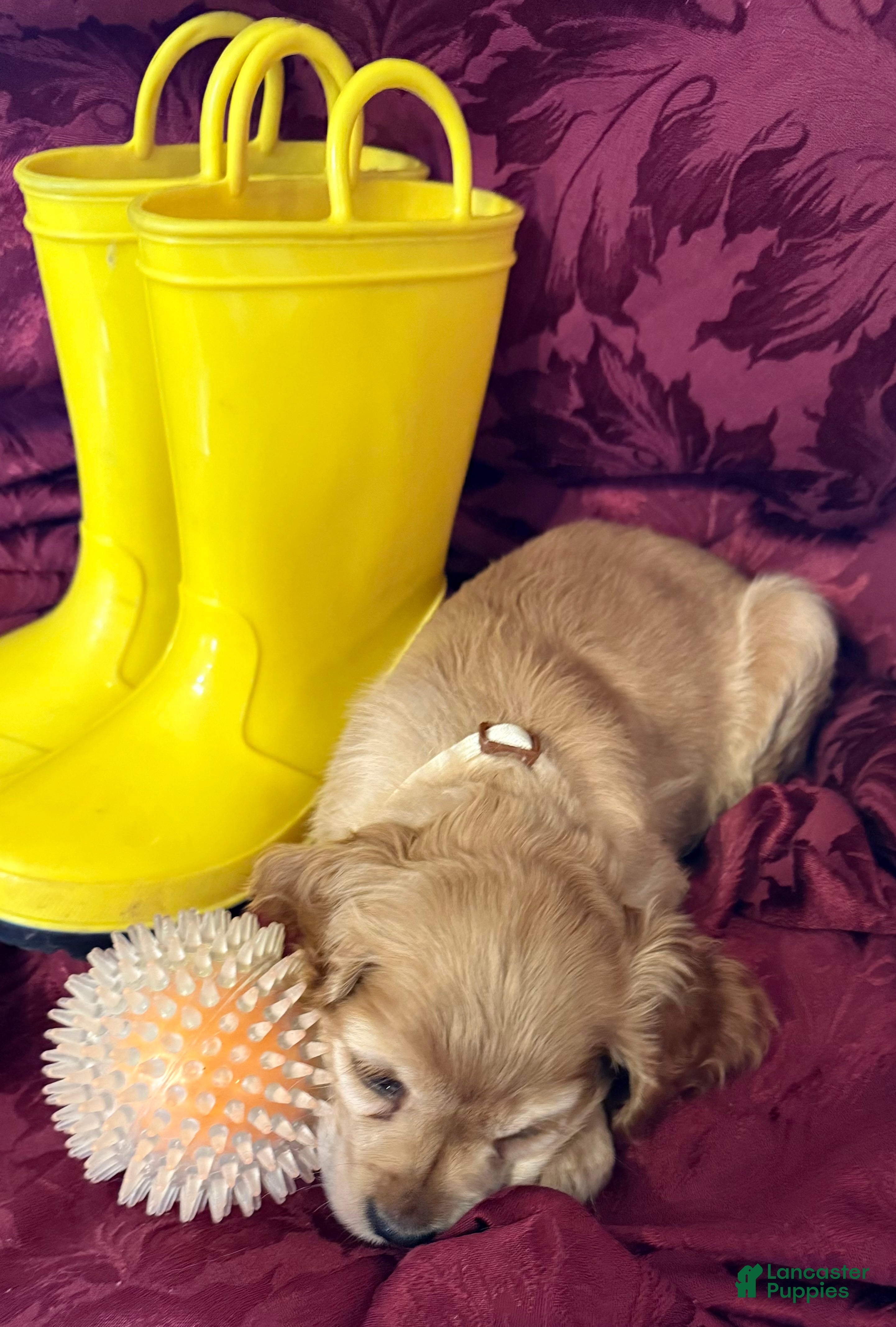 Cocker Spaniel dogs Cocker Spaniel Puppy FERN - Ad 2