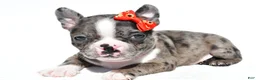 Mixed Breed dogs for sale: Bentley - Ad 3