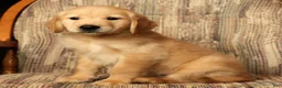 Golden Retriever dogs for sale: Rambo - Ad 8