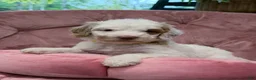 Goldendoodle dogs for sale: Wren - Ad 1