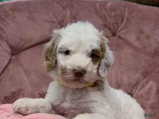 Goldendoodle dogs Wren - Ad 14