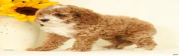 Cavapoo dogs for sale: Maggie - Ad 6