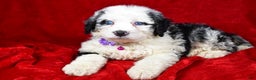 Mixed Breed dogs for sale: Candy - Ad 1