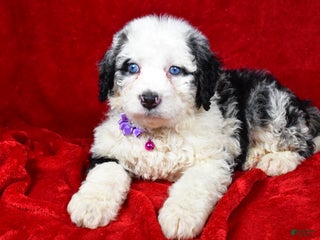 Mixed Breed dogs Candy - Ad 32