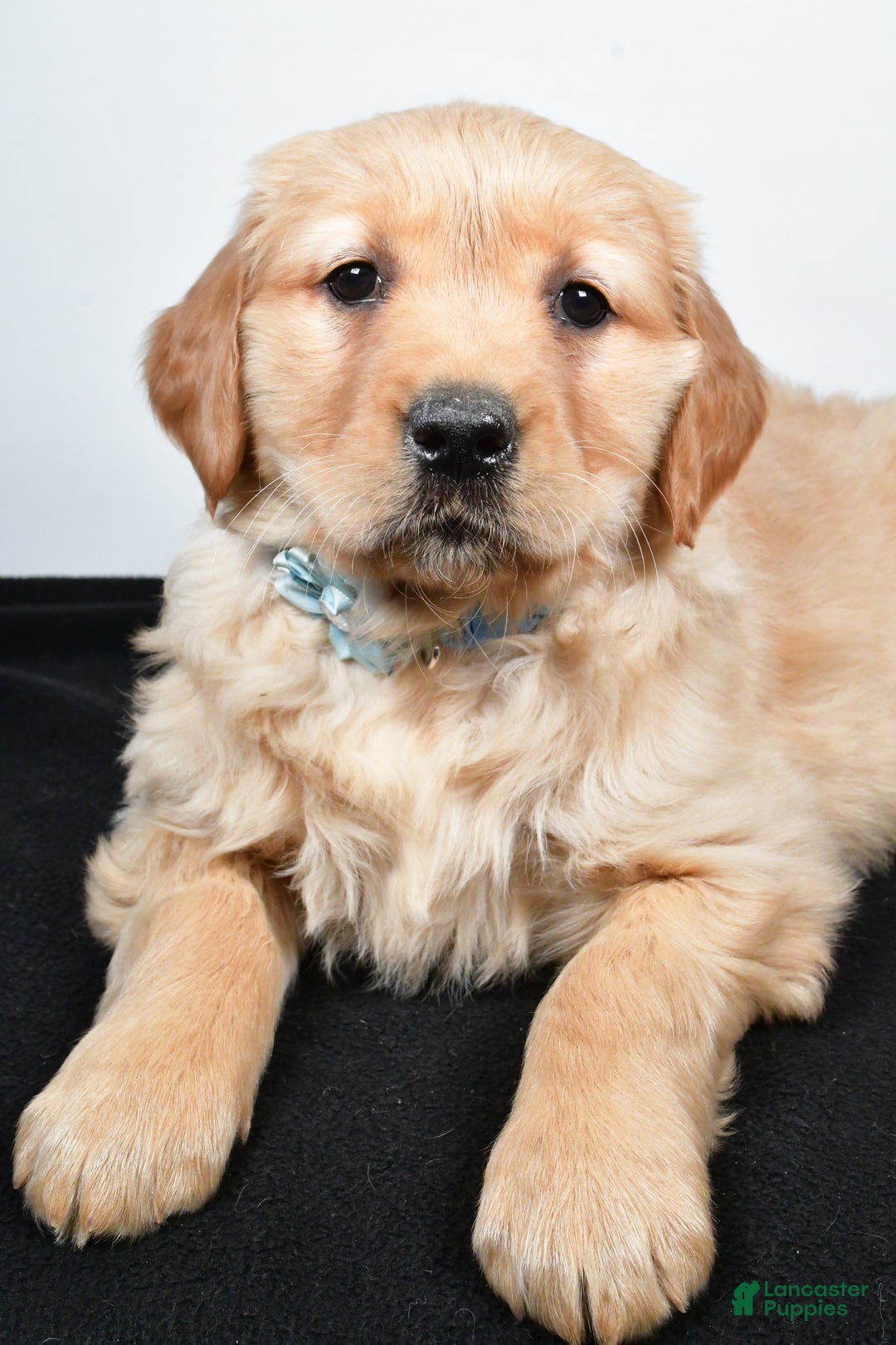 Golden Retriever dogs for sale: Jolene - Ad 8