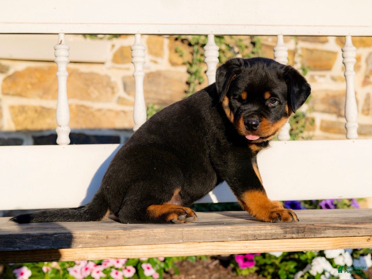Rottweiler dogs Stetson - Ad 1