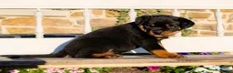 Rottweiler dogs for sale: Stetson - Ad 1