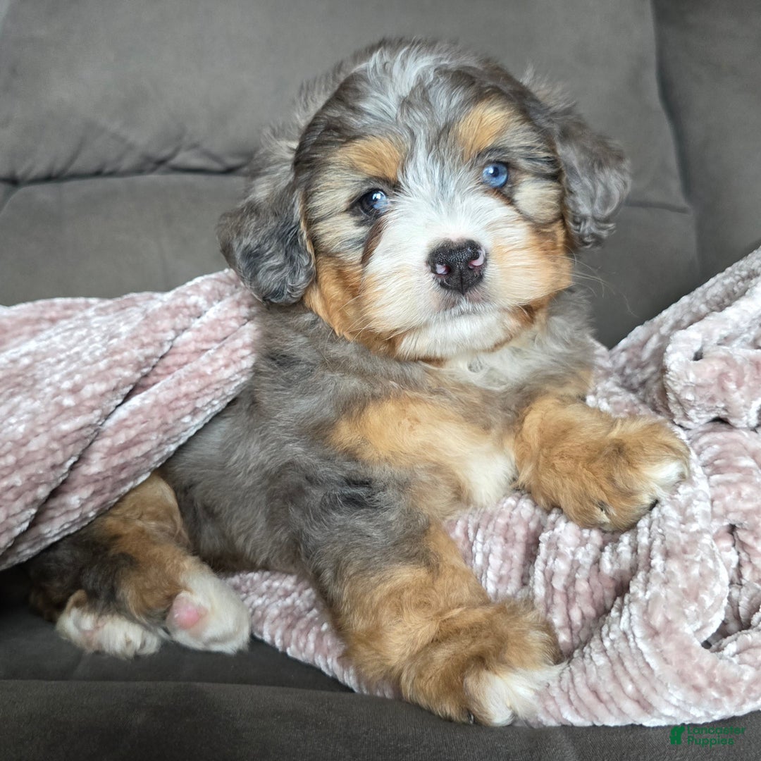 Mini Bernedoodle dogs for sale: Mini Watts - Ad 2