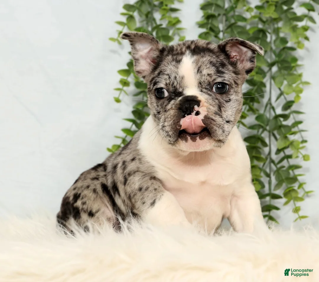 Frenchton dogs for sale: Tayo - Ad 6