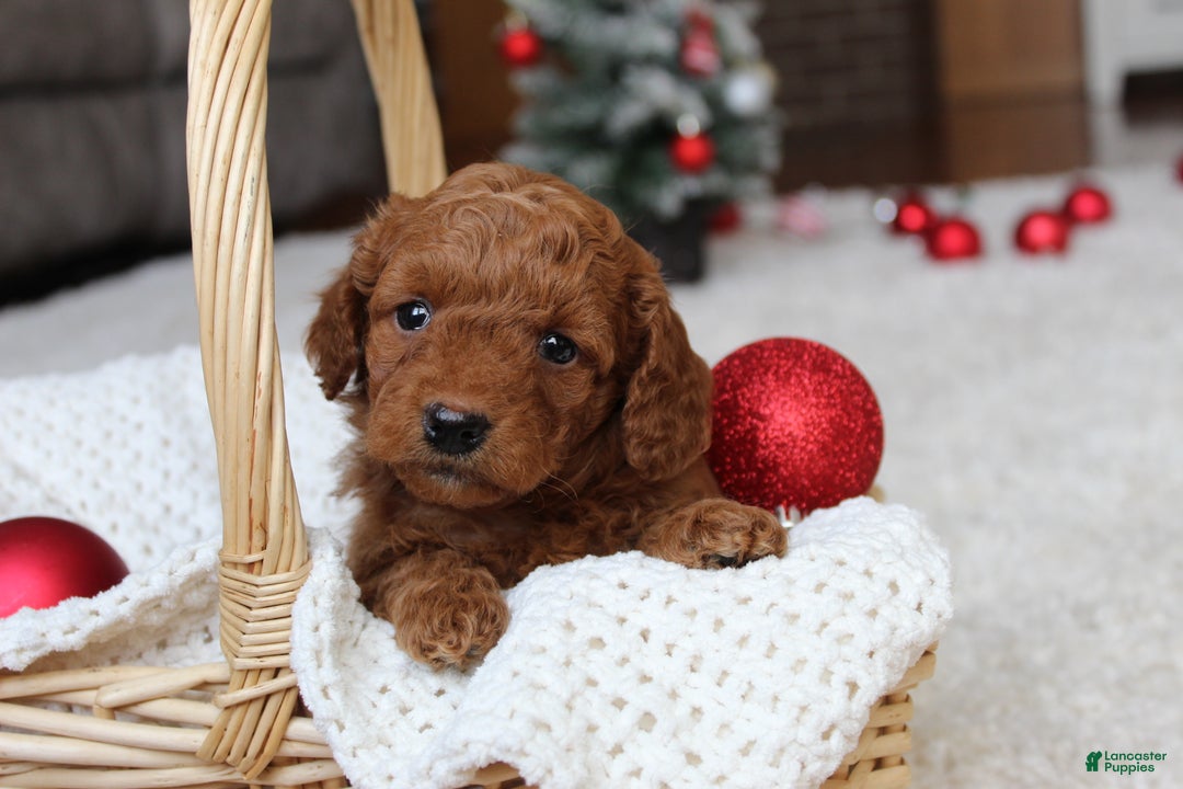 Cavapoochon dogs for sale: Molly - Ad 10