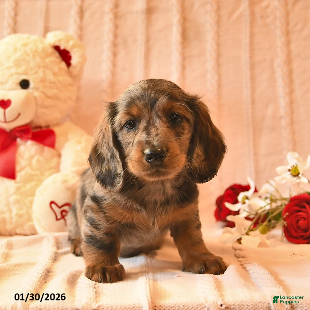 Miniature Dachshund dogs for sale: Honey   - Ad 1