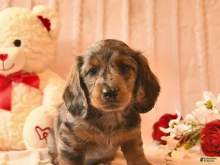 Miniature Dachshund dogs Honey - Ad 23