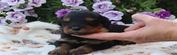 Mini Goldendoodle dogs for sale: Chester - Ad 5