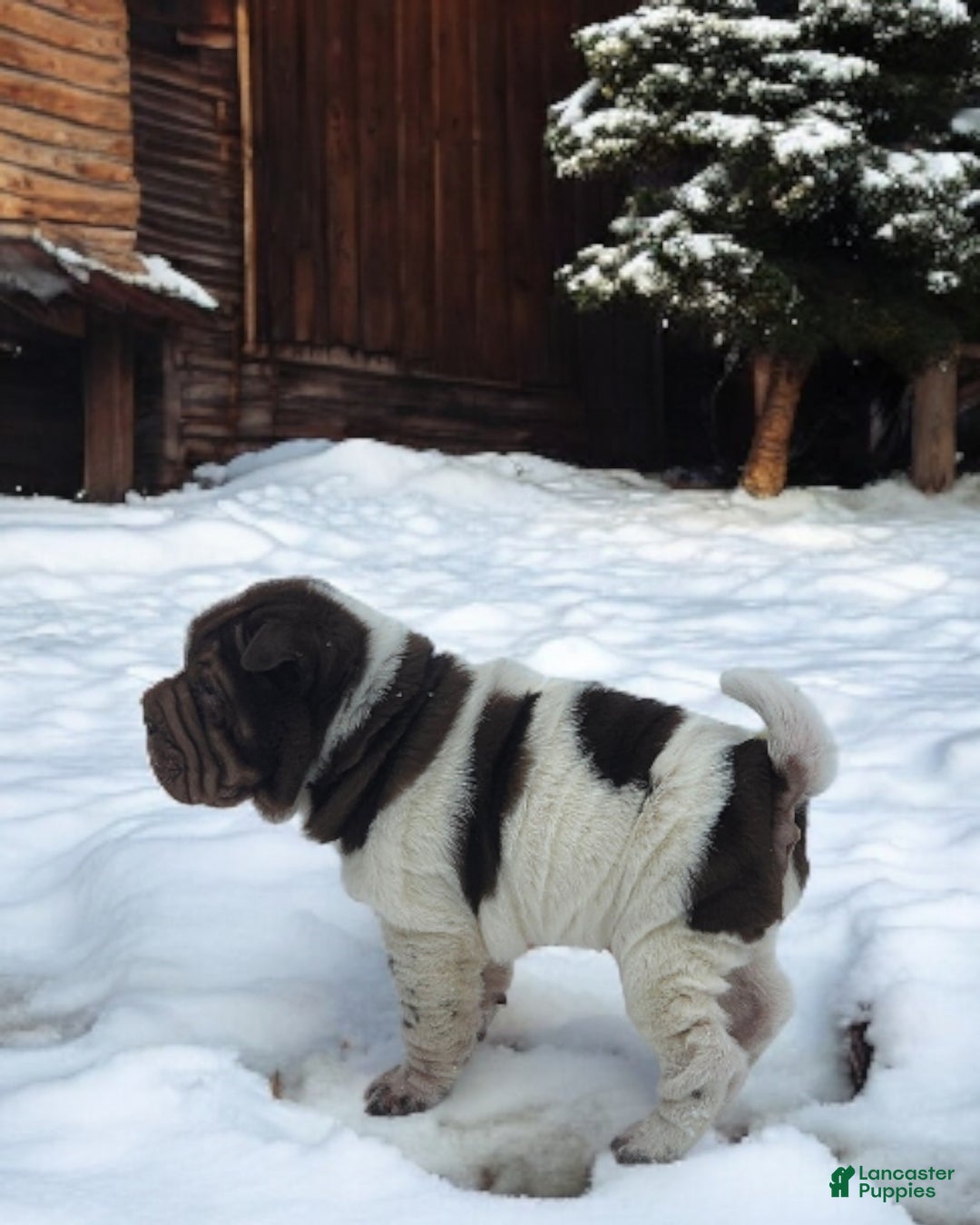 Shar Pei dogs for sale: Chucky chocolate flower mini  - Ad 13