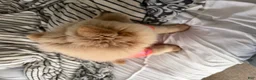 Chow Chow dogs for sale: Chow Chow 1 - Ad 2