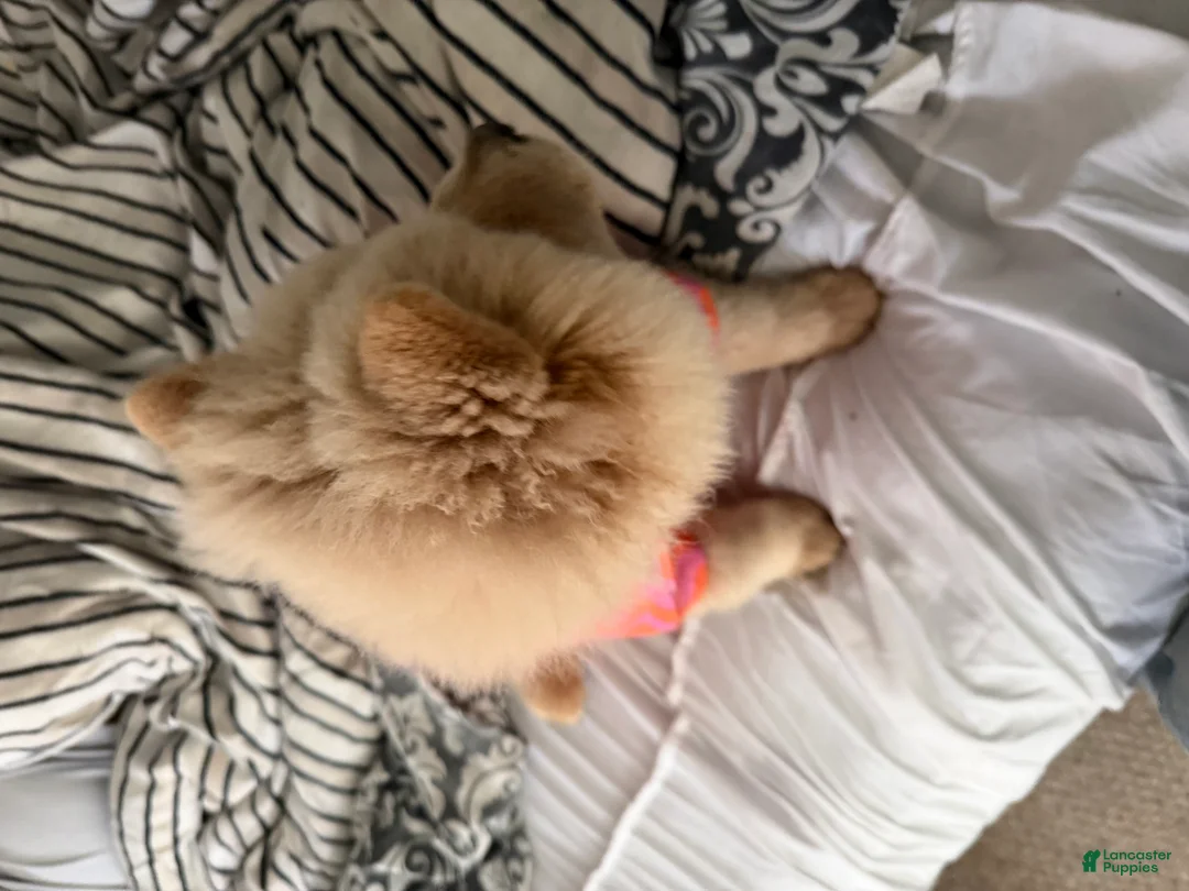 Chow Chow dogs for sale: Chow Chow 1 - Ad 2