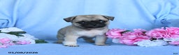 Pug dogs for sale: Theodore - Ad 3