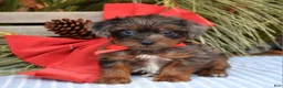 Yorkiepoo dogs for sale: Prince  - Ad 8
