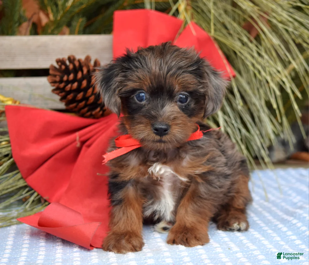 Yorkiepoo dogs for sale: Prince  - Ad 8