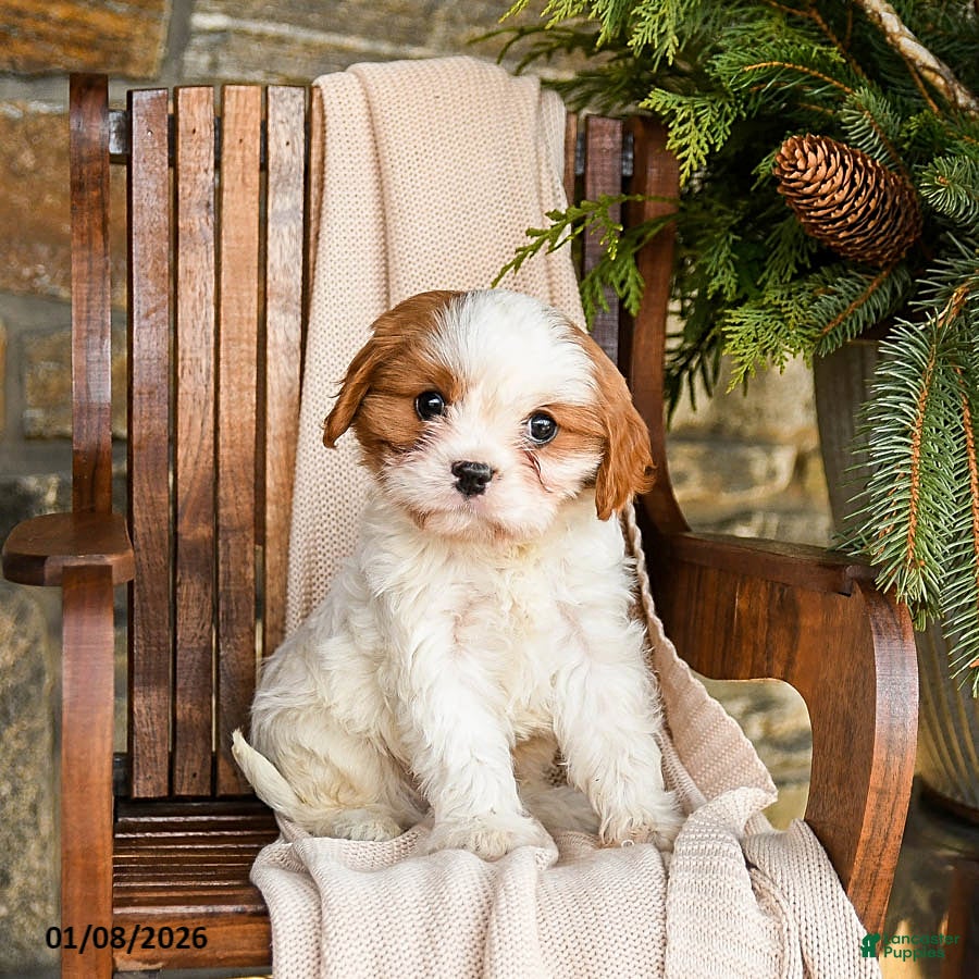 Cavapoo dogs Cheddar - Ad 16