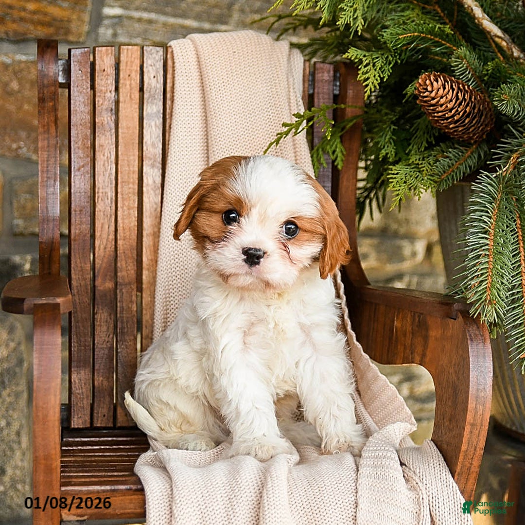 Cavapoo dogs for sale: Cheddar - Ad 1