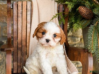 Cavapoo dogs Cheddar - Ad 28