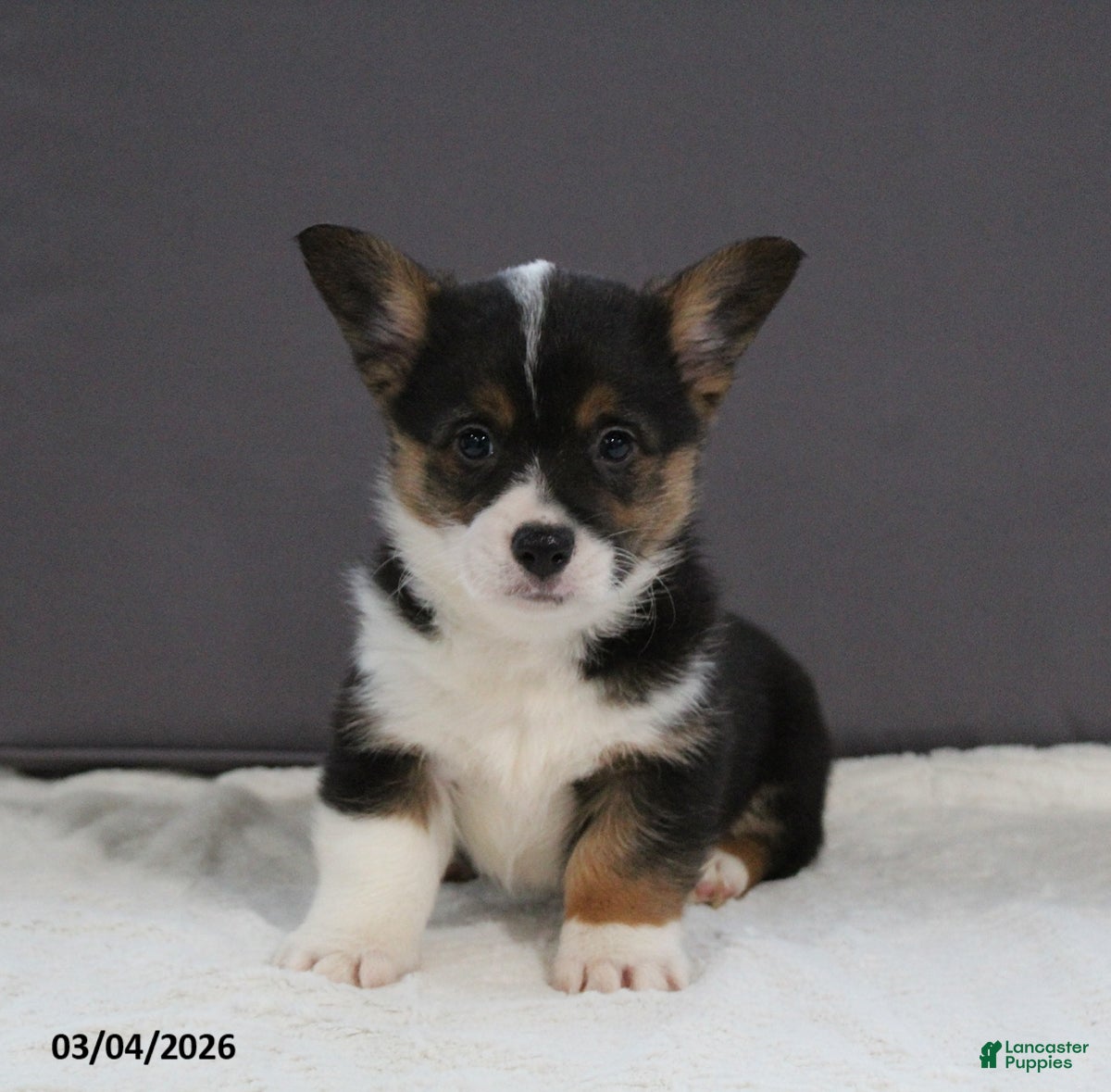 Welsh Corgi Pembroke dogs Rover - Ad 1