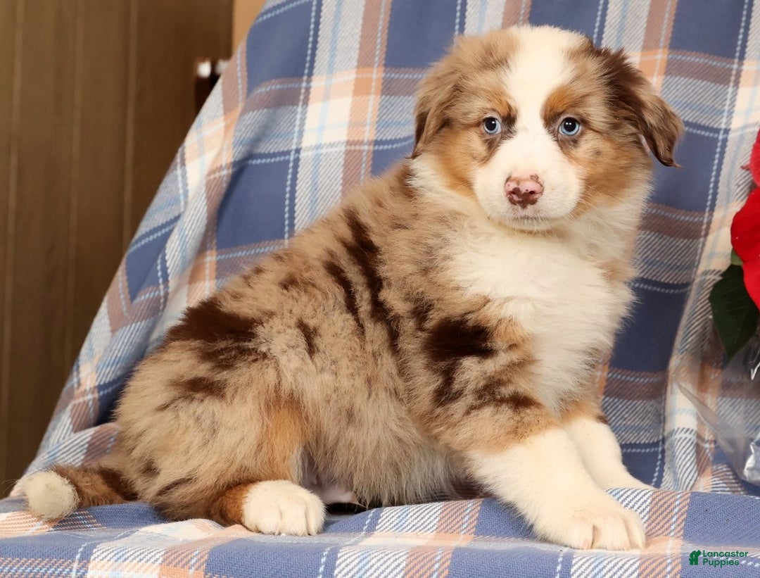 Australian Shepherd dogs for sale: Sailor - Ad 1