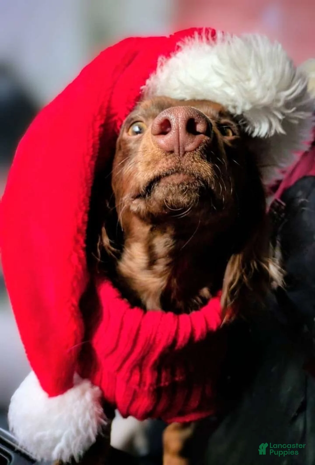 Miniature Dachshund dogs for stud: Richard Bartholomew  - Ad 2
