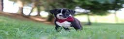 Boxer dogs for sale: Lane - Ad 8
