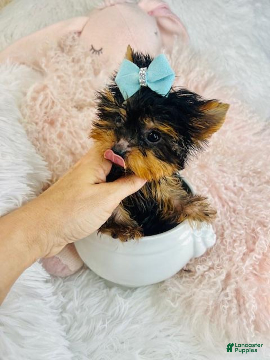 Yorkshire Terrier dogs for sale: teacup Yorkshire Terrier Puppy 1 - Ad 2
