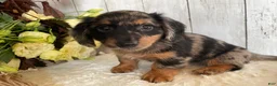 Miniature Dachshund dogs for sale: Lincoln  - Ad 6