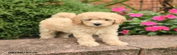Miniature Poodle dogs for sale: Sugar - Ad 2