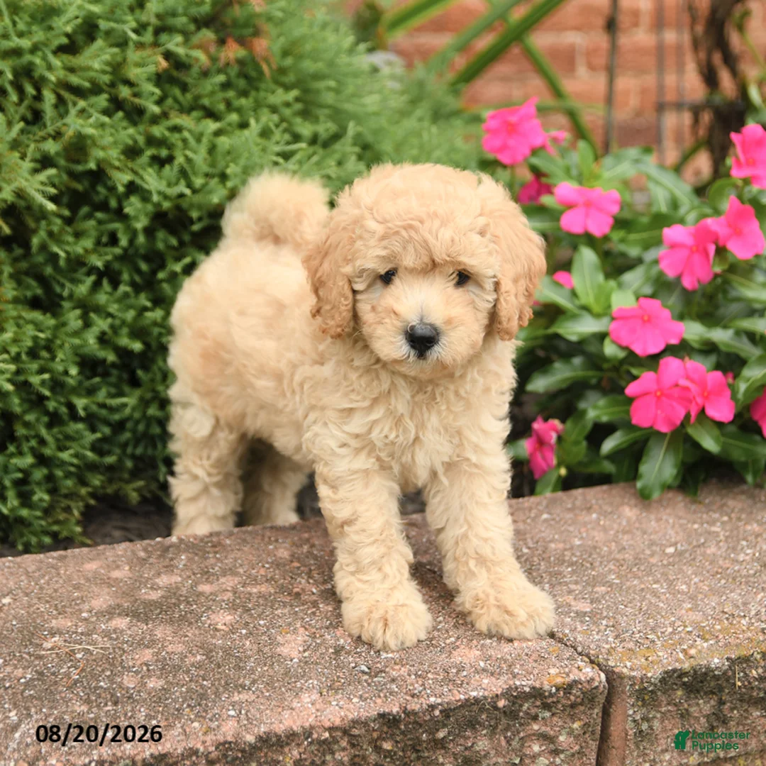 Miniature Poodle dogs for sale: Sugar - Ad 2