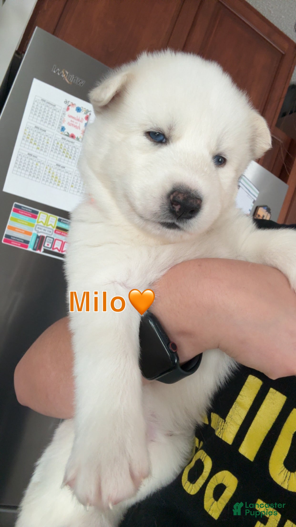 Siberian Husky dogs Milo  - Ad 41