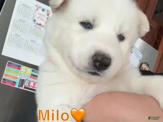 Siberian Husky dogs Milo - Ad 8