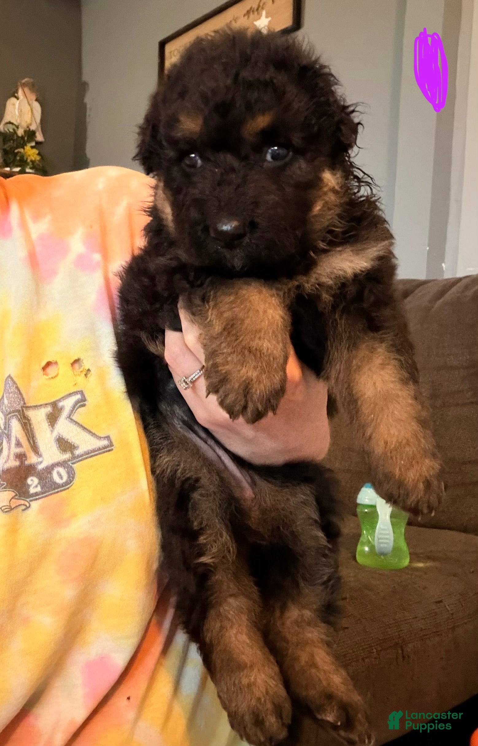 German Shepherd dogs German Shepherd Puppy 3- Purple Female - Ad 20