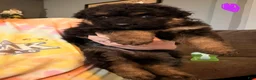 German Shepherd dogs for sale: Long Coat German Shepherd- Purple Female - Ad 5