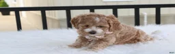 Cockapoo dogs for sale: Paisley  - Ad 6